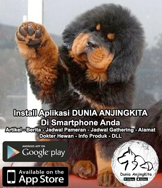 Mumpung Masih GRATIS Segera Install DUNIA ANJINGKITA