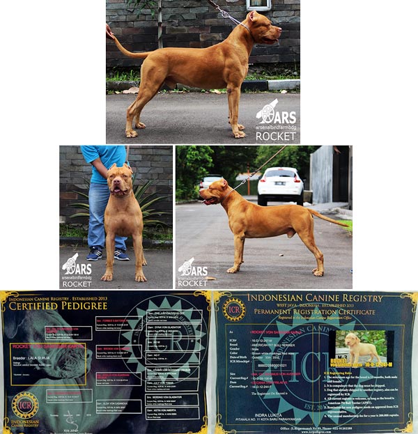Pejantan APBT : Rocket von Sanggar Karya