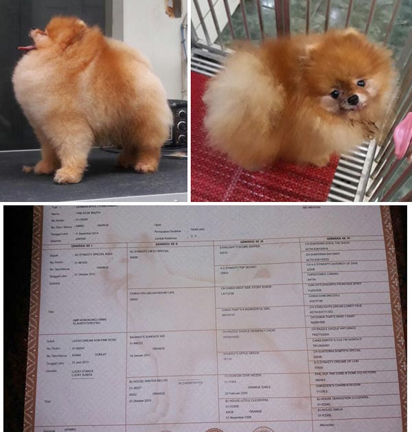 Pejantan Pomeranian : Pink Rose Mazda