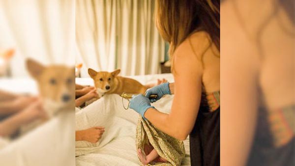 Anjing Corgi Temani Majikan Selama Proses Melahirkan