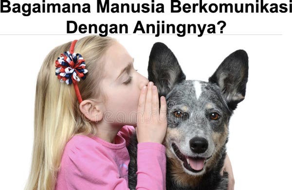 Komunikasi Antara Anjing Dan Manusia 