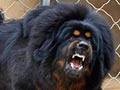 5 Fakta Tentang Anjing Tibetan Mastiff