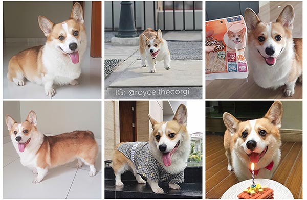 Pejantan Corgi : Royce Von SinSin