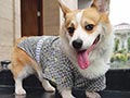 Pejantan Corgi : Royce Von SinSin