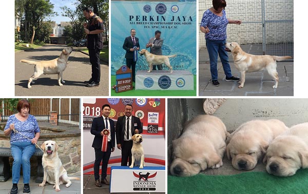 Pejantan Labrador : INA.CH Sretlaw Dream Chaser