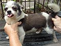 Pejantan Chihuahua warna Abu putih Langka