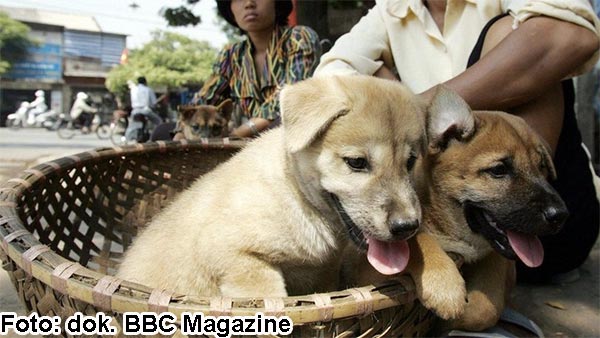 Desa Adat di Bali Bikin Aturan Larang Makan Anjing