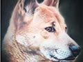 Anjing Mirip Serigala Ditemukan di Dataran Tinggi Papua