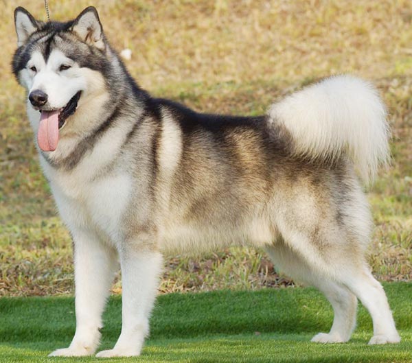 Pejantan Alaskan : Kenline Lux At Veritas (Import Rusia)