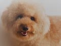 Pejantan Coklat Poodle Bloodline Taiwan 