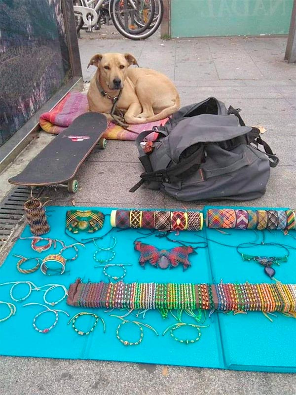 Polisi Barcelona Menembak Mati Anjing Tunawisma