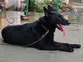 Anjing Pejantan Herder All Black : Igor Vom Almere