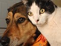 Dinas KPKP DKI: Tak Ada Razia Anjing dan Kucing Hari Ini