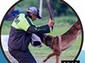 Sosialisasi Program Anjing Karya Guna Indonesia Kennel Klub