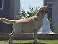 Pejantan Labrador : INA.CH Sretlaw Dream Chaser