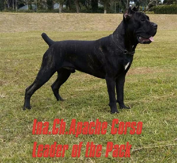 Pejantan Cane Corso : Ch.Apache Corso Leader of the Pack