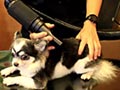 Tips Agar Anjing Tidak Mudah Bau Di Musim Hujan