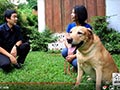 Mau Pelihara Anjing Labrador? Tonton Dulu Vlog Ini