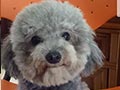 Pejantan Silver Poodle : Kent Castle Bravo