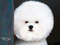 Mengunjungi Anjing Nomer 1 Indonesia 2018