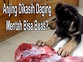 Emang Iya Anjing Dikasih Makan Daging Mentah Bisa Buas???
