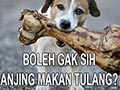 Boleh Gak Sih Anjing Makan Tulang?