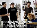 Tips Grooming Pomeranian Untuk Pameran