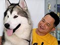 Tips Perawatan Anjing Alaskan Malamute