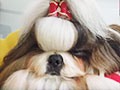 Tips Merawat Anjing Shih Tzu Agar Bulunya Selalu Bersih