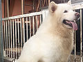 Pejantan Alaskan White : Wolf Cavalry Gywn