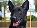 Pejantan Malinois 400 Juta Logan 