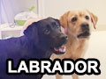 Mengenal Anjing Labrador & Tips Perawatannya