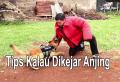 Tips Kalau Dikejar Anjing & Demo Rottweiler Pintar
