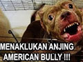  Mengenal & Tips Perawatan Anjing Bully