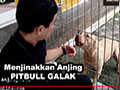Shelter Maria StrayHome, Pitbull GALAK & Tips Gak Bau
