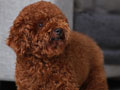  Pejantan Red Tiny Toy Poodle : Devoue Miorgano