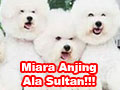 Memelihara Anjing Bichon Ala Sultan!!!