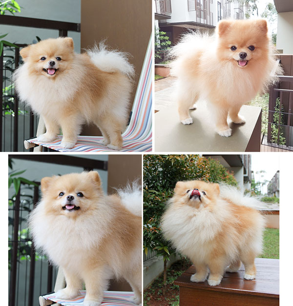 Pejantan Pomeranian : Green Leaf 99 
