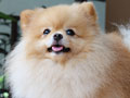 Pejantan Pomeranian : Green Leaf 99 