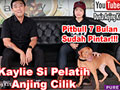 Pelatih Anjing Cilik & Pitbull Pintar
