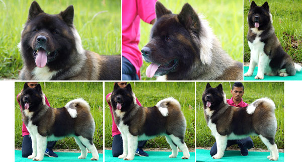 Pejantan American Akita : Benigna Warrior Of Crixus