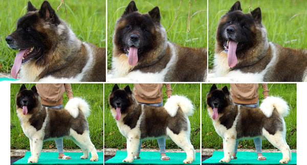 Pejantan American Akita : Benigna Warrior Of Gladiator