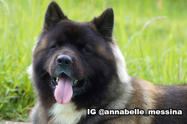 Pejantan American Akita : Benigna Warrior Of Gladiator