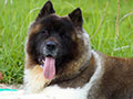 Pejantan American Akita : Benigna Warrior Of Gladiator