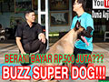 Buzz Si SuperDog Seharga Rp.500 Juta!!!