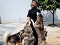 Apa Rahasia Miara Anjing 37 Ekor Bisa Akur Semua?