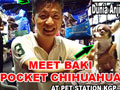 Baki Si Pocket Chihuahua Yang Pemberani