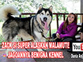 Zack Alaskan Malamute 70 Kg!!!