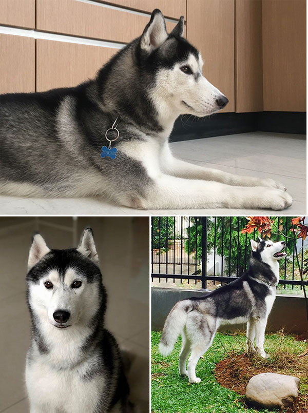 Pejantan Husky Bloodline Import : Lovina's Winter Ranger
