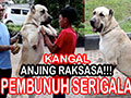 Anjing Kangal Si Pembunuh Serigala